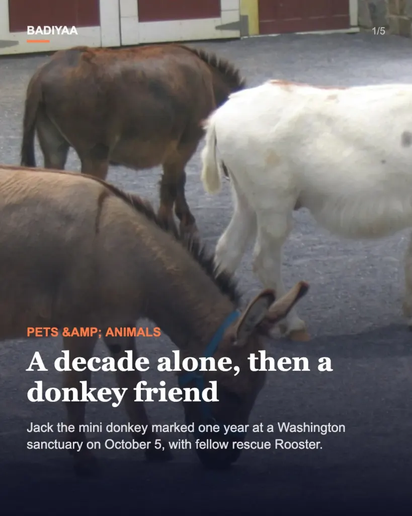Slide 1 of 5: Mini donkey who spent a decade alone finds a donkey friend at a Washington sanctuary