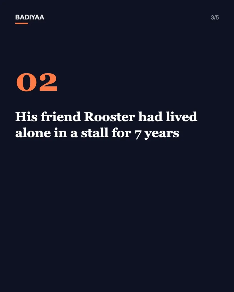 Slide 3 of 5: Mini donkey who spent a decade alone finds a donkey friend at a Washington sanctuary