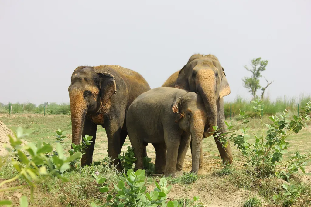 Rescued Asian elephants at the Wildlife SOS Elephant Conservation and Care Centre in Mathura, India