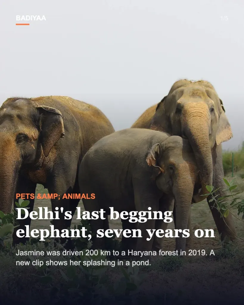 Slide 1 of 5: Delhi’s last begging elephant, Jasmine, plays in a sanctuary pond seven years after her 2019 rescue