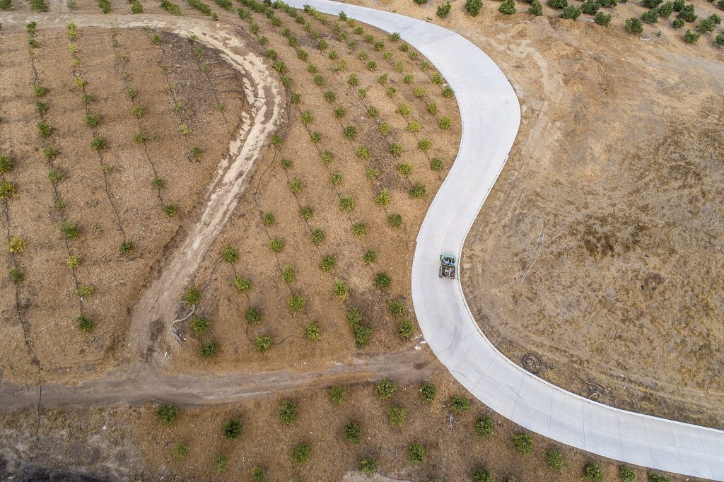 Avocado and lemon orchards on hillsides in California