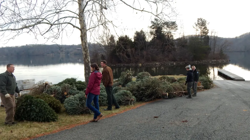 Workers stand beside piles of donated Christmas trees on a boat ramp at Claytor Lake, Virginia, before the trees are sunk as fish habitat