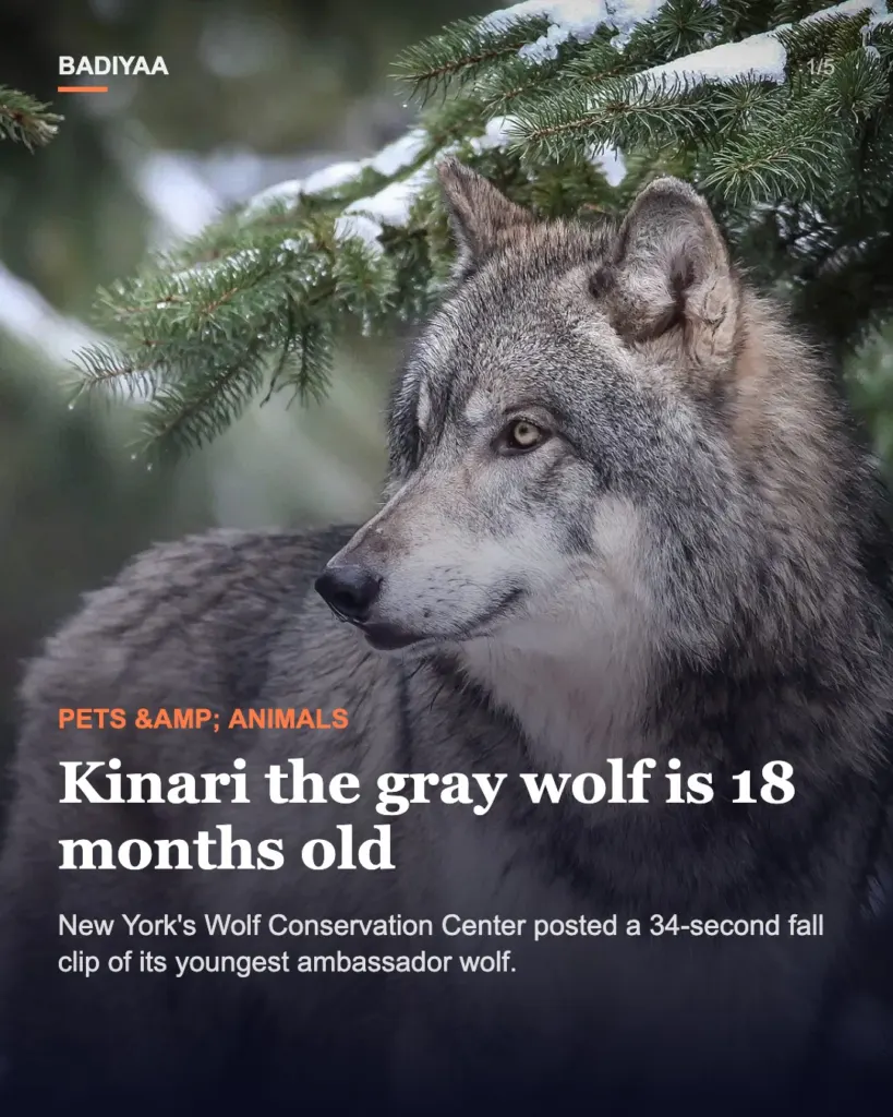 Slide 1 of 5: Young gray wolf Kinari, 18 months old, gets a new fall video at New York’s Wolf Conservation Center