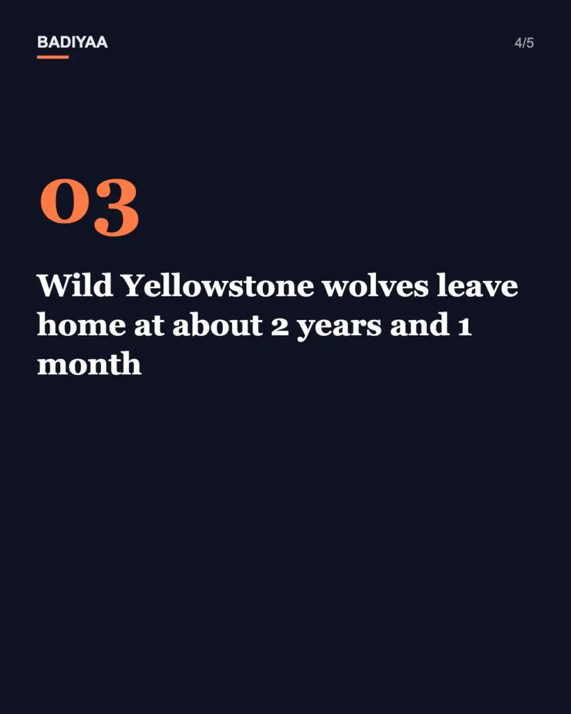 Slide 4 of 5: Young gray wolf Kinari, 18 months old, gets a new fall video at New York’s Wolf Conservation Center