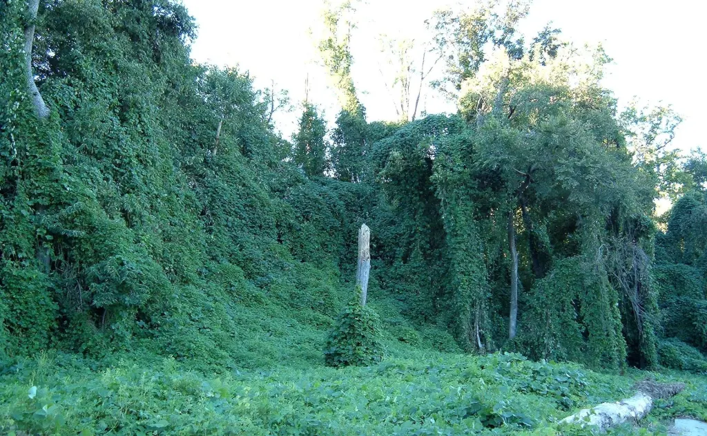Kudzu vines covering trees in Atlanta, Georgia