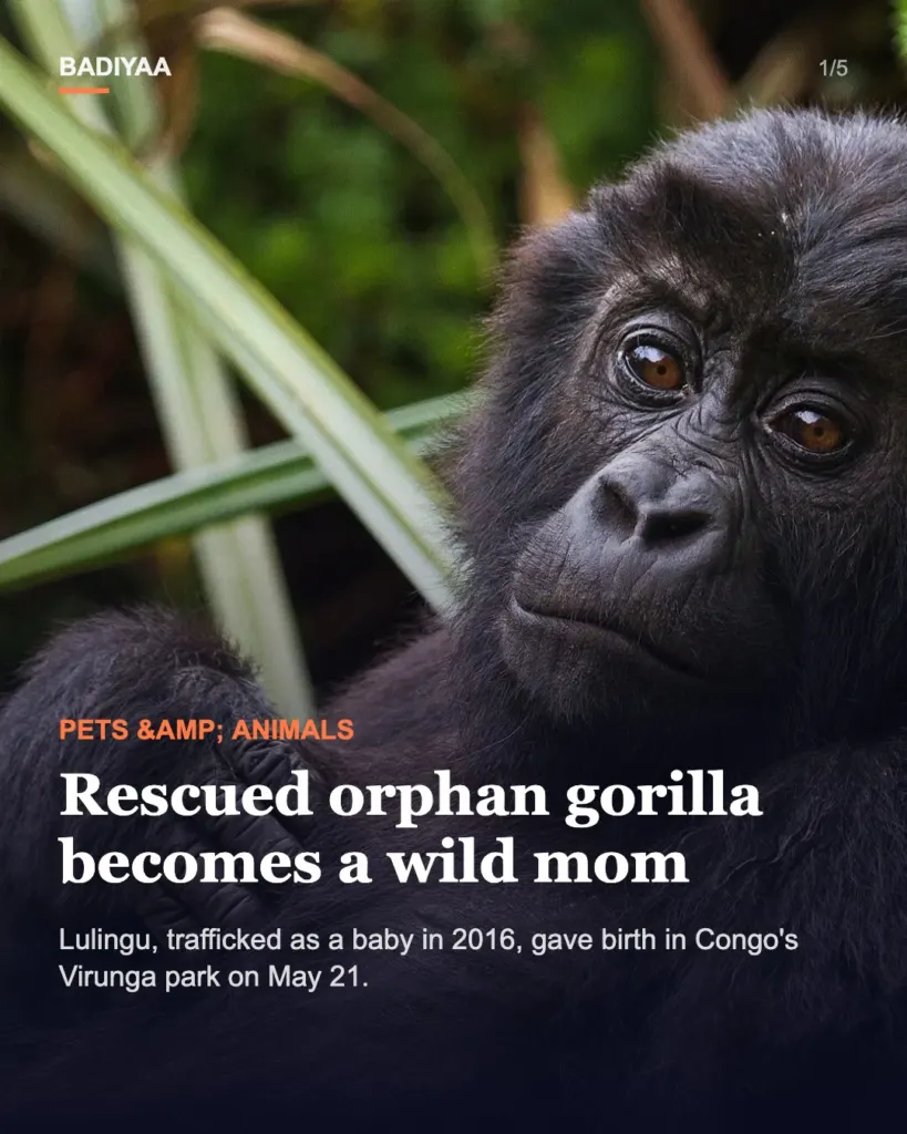 Slide 1 of 5: Rescued orphan gorilla Lulingu is raising her first baby in the wild in Congo’s Virunga park