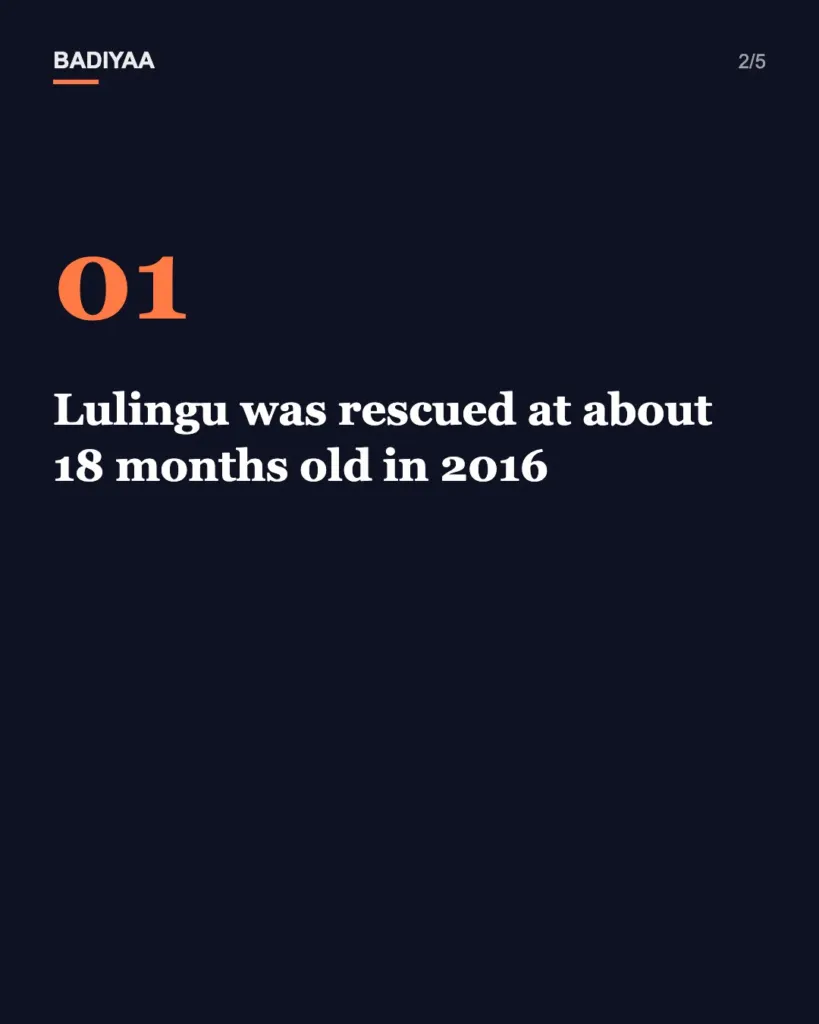 Slide 2 of 5: Rescued orphan gorilla Lulingu is raising her first baby in the wild in Congo’s Virunga park