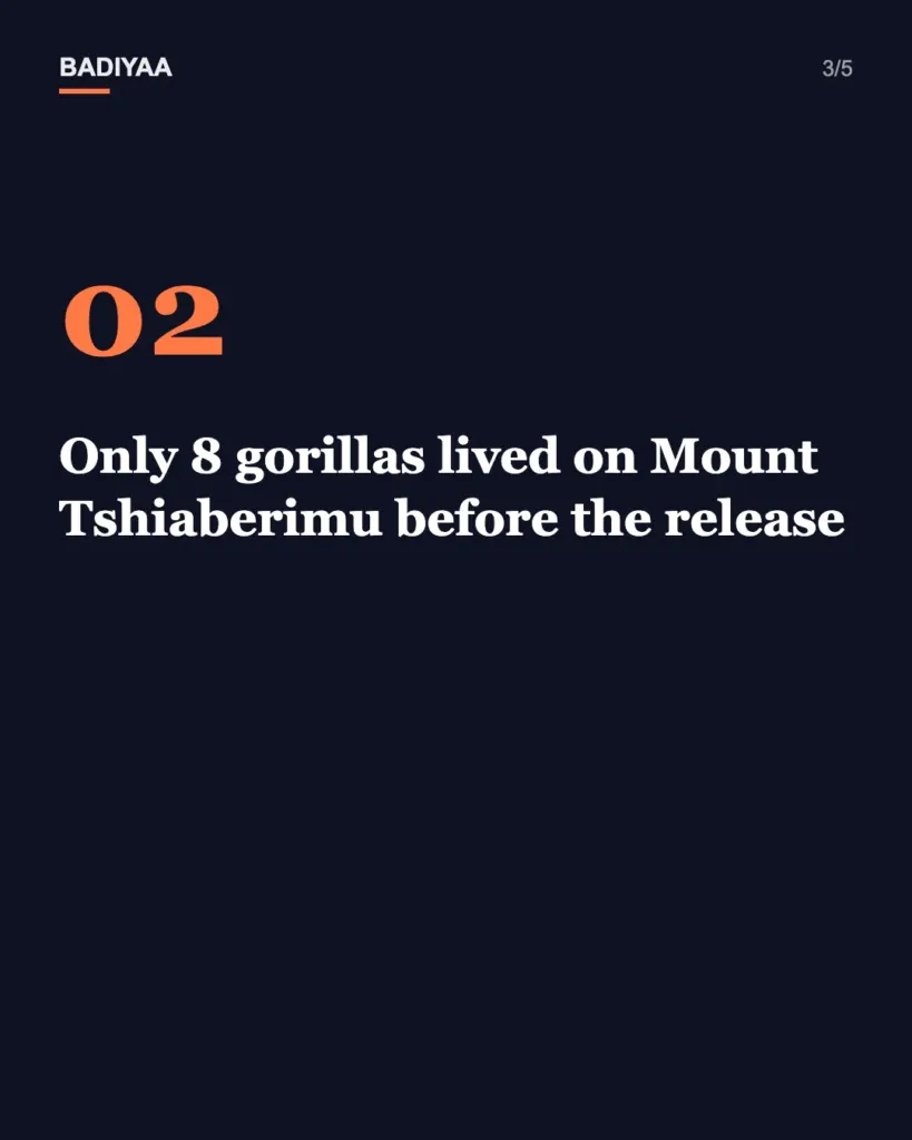 Slide 3 of 5: Rescued orphan gorilla Lulingu is raising her first baby in the wild in Congo’s Virunga park