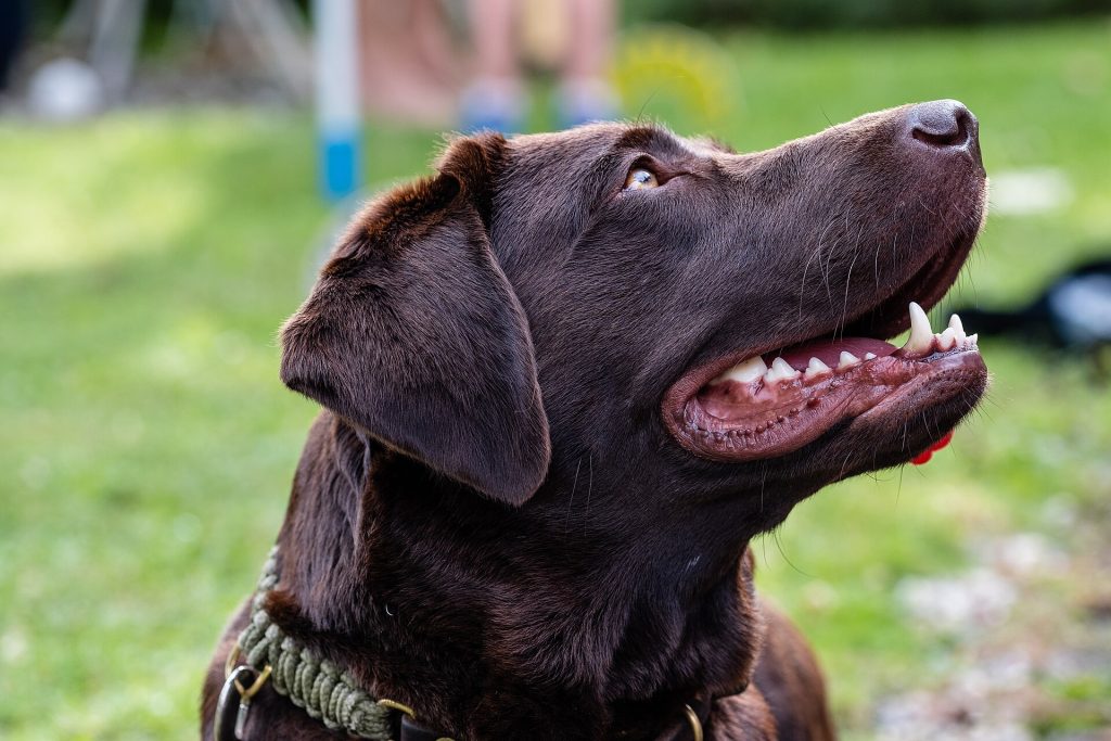 Portrait of a Labrador retriever