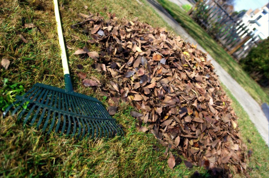 A leaf rake resting on fallen leaves