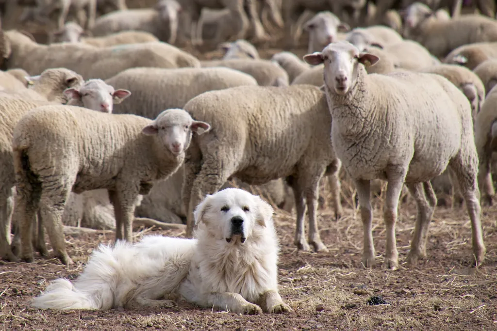 A white Great Pyrenees dog lying on dirt in front of a flock of sheep and lambs