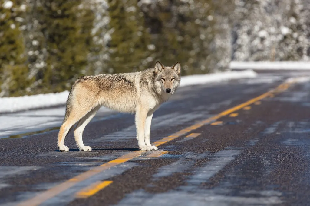 A gray wolf standing on a road in Yellowstone National Park