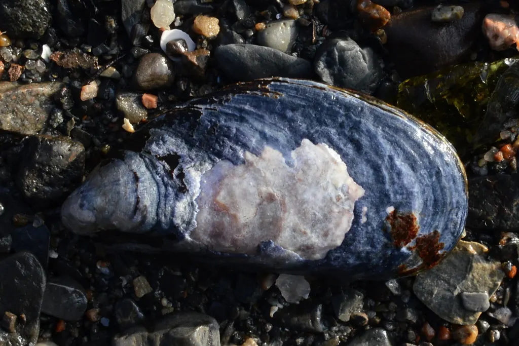 A blue mussel, Mytilus edulis, photographed in Oslo, Norway