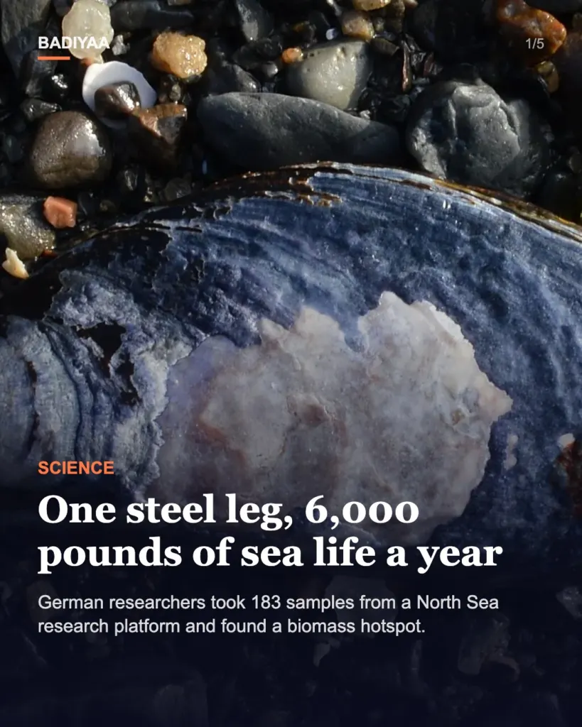 Slide 1 of 5: One North Sea foundation may shed nearly 6,000 pounds of sea life a year; a German team took 183 samples
