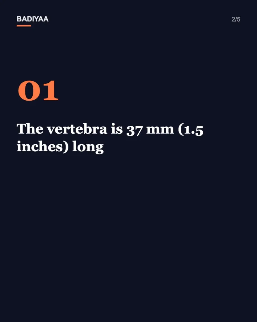 Slide 2 of 5: A thumb-sized bone from Portugal may be Iberia’s oldest dinosaur; it is more than 220 million years old