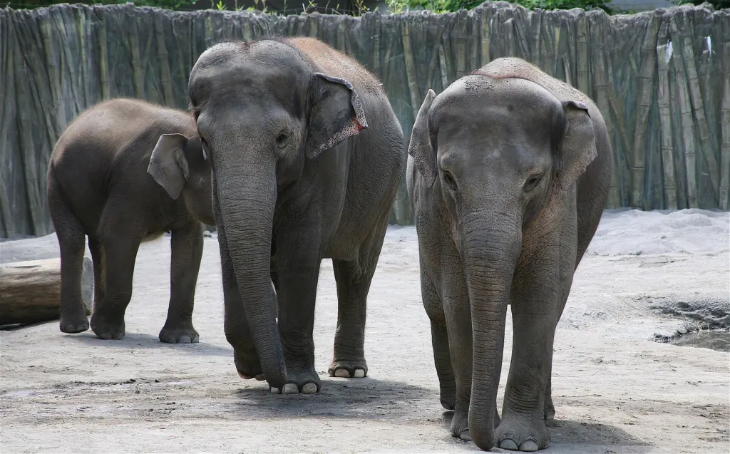 Three Asian elephants, including Samudra's mother Rose-Tu, standing together in their yard at the Oregon Zoo in 2007