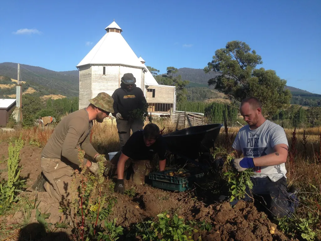 Potatoes being harvested by hand from a garden plot at Kingsholme