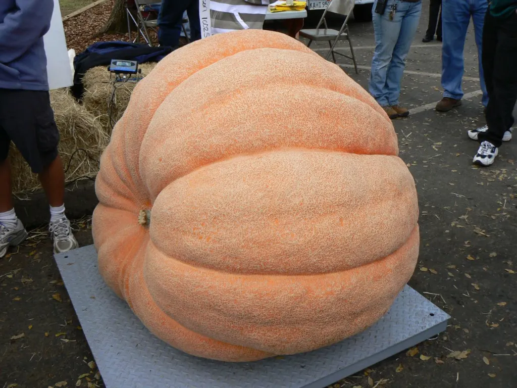 Atlantic Giant pumpkin at a competitive weigh-off in California.