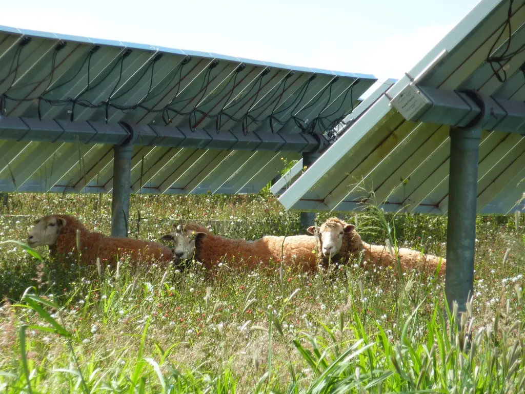 Sheep grazing on grass between and under rows of solar panels at the La Ola Solar Farm on Lanai, Hawaii