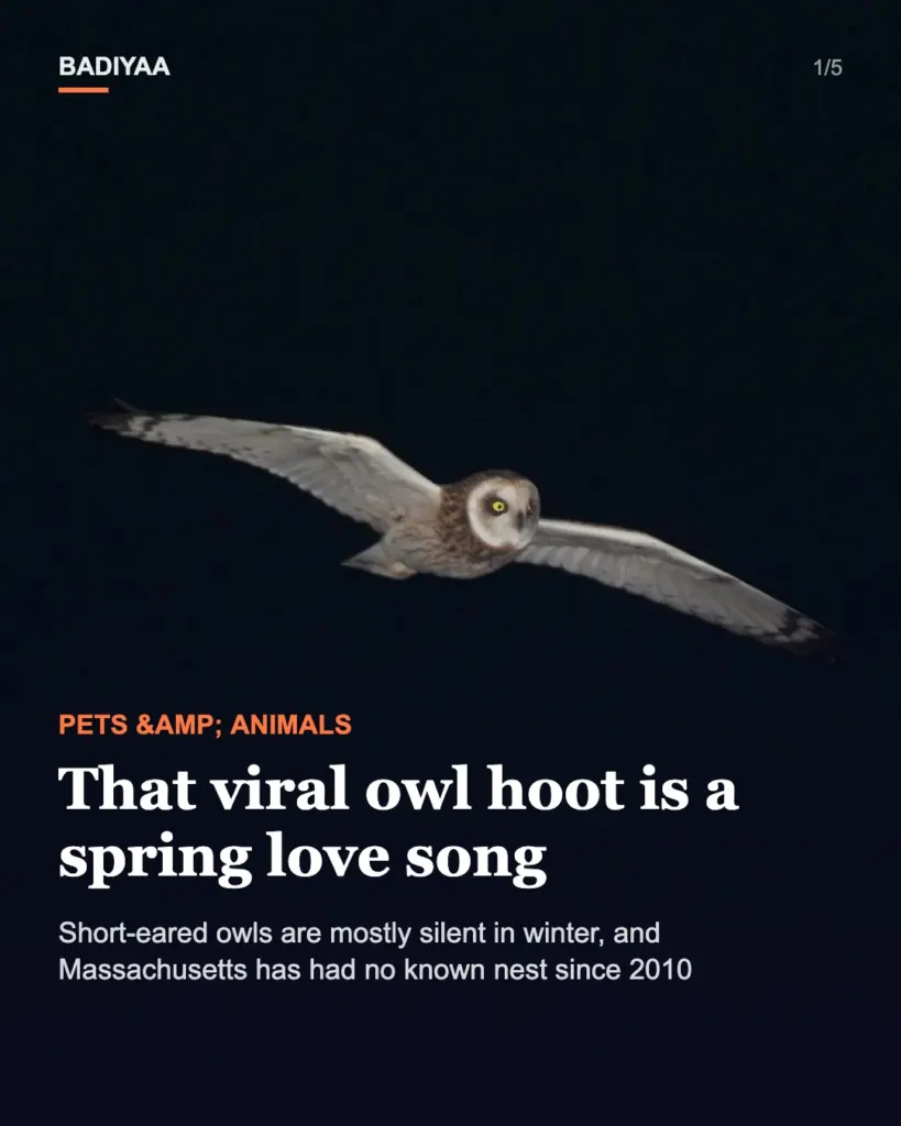 Slide 1 of 5: A 33-second short-eared owl clip draws 62,000 YouTube views; its hoots are a spring courtship call