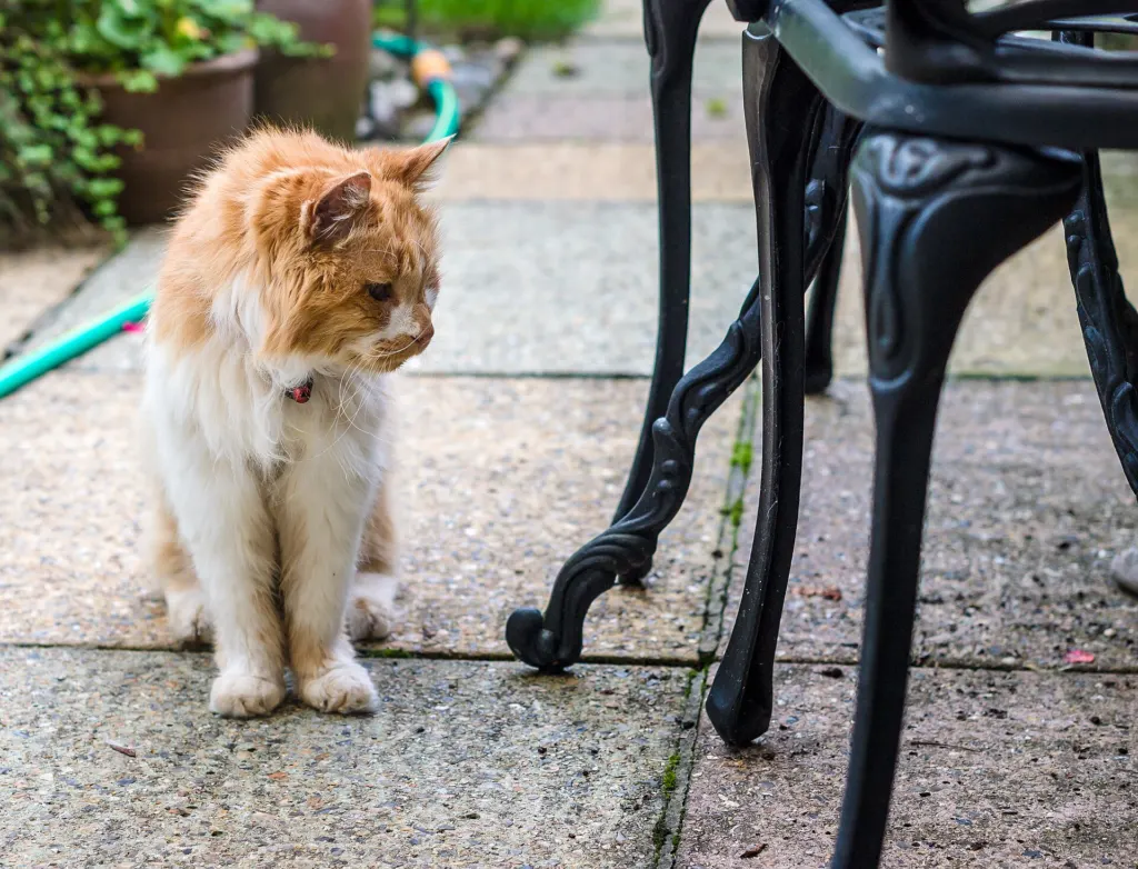An elderly ginger and white cat sitting on a paved patio beside a black metal garden chair