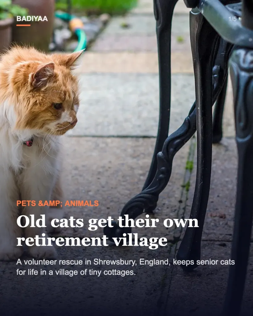 Slide 1 of 5: England’s viral cat retirement village in Shrewsbury needs six new cottages for its elderly residents