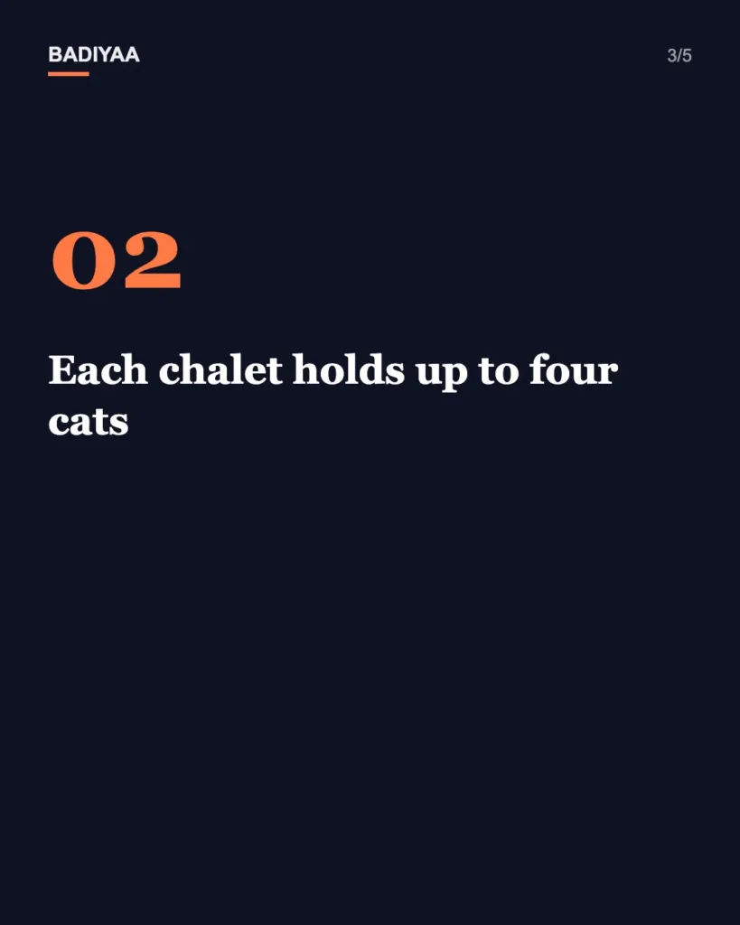 Slide 3 of 5: England’s viral cat retirement village in Shrewsbury needs six new cottages for its elderly residents