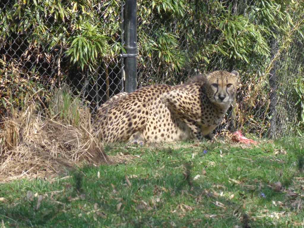 An adult cheetah in its habitat at the Smithsonian's National Zoo in Washington, D.C.