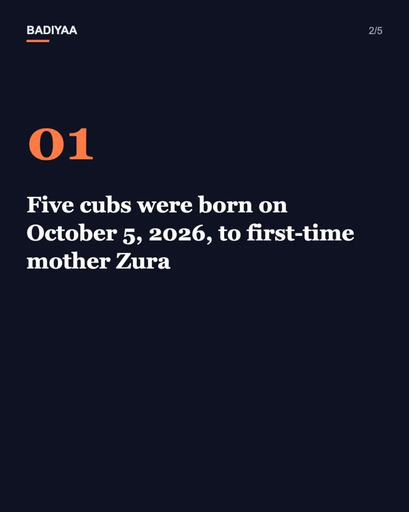 Slide 2 of 5: Five cheetah cubs born at the Smithsonian’s Virginia campus give one family four generations