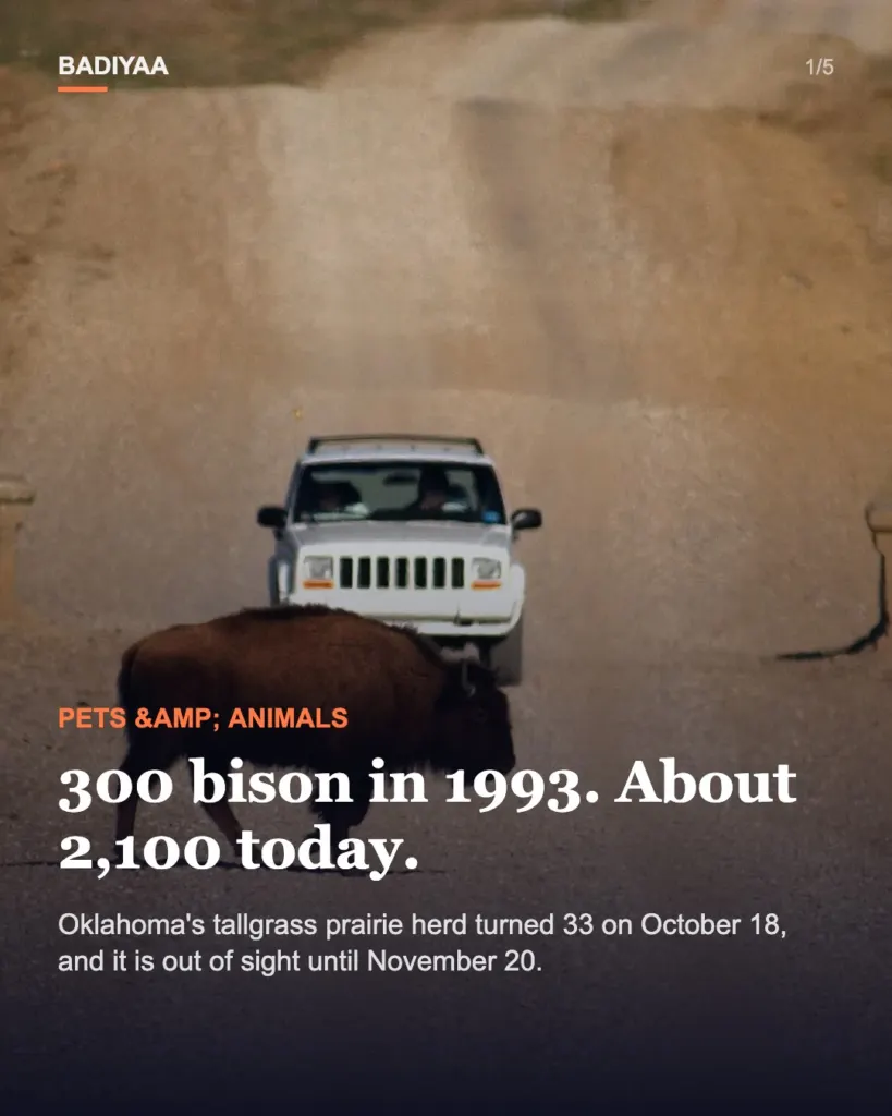 Slide 1 of 5: Oklahoma prairie herd that began with 300 donated bison in 1993 now tops 2,000 animals
