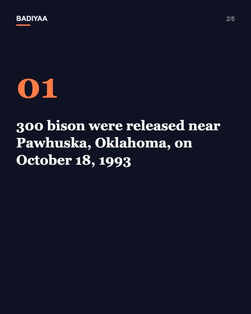 Slide 2 of 5: Oklahoma prairie herd that began with 300 donated bison in 1993 now tops 2,000 animals