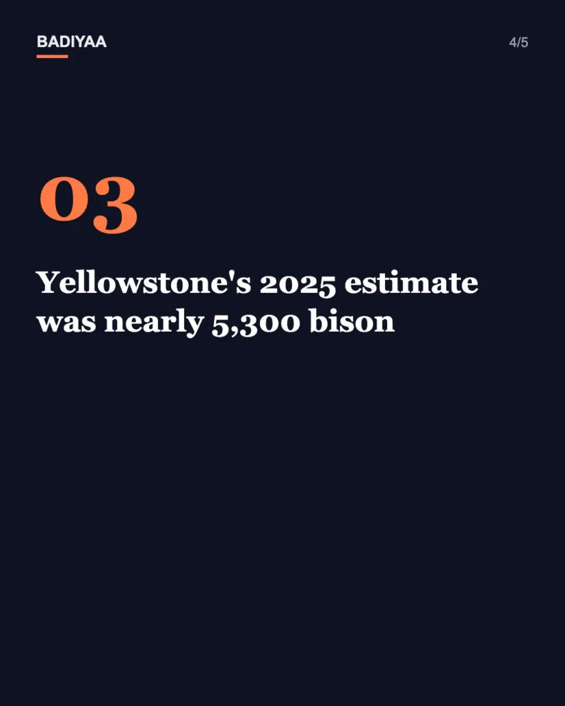 Slide 4 of 5: Oklahoma prairie herd that began with 300 donated bison in 1993 now tops 2,000 animals
