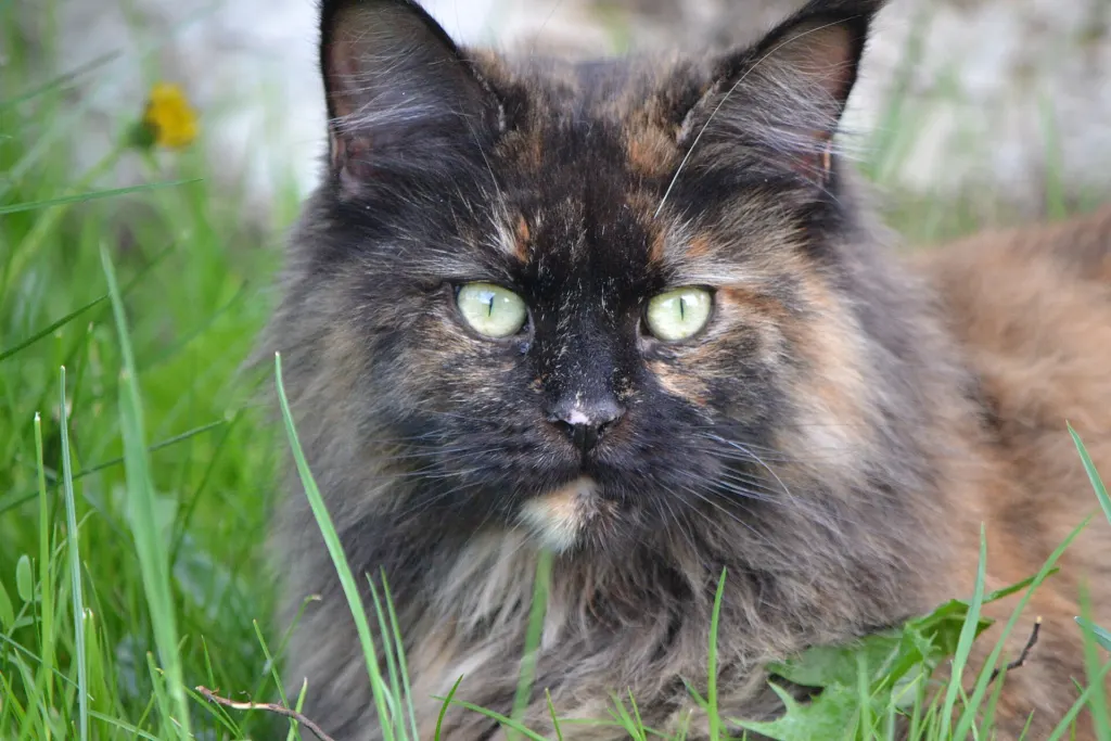 A long-haired tortoiseshell Maine Coon cat with green eyes and mottled black and orange fur sitting in grass