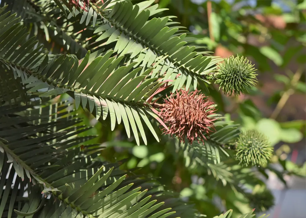 Foliage of a Wollemi pine