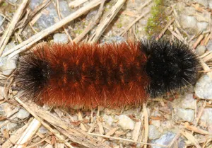 An Isabella tiger moth caterpillar, known as a woolly bear