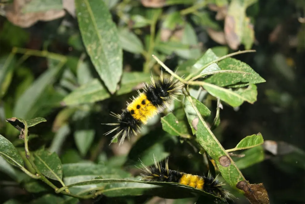 Woolly bear caterpillars