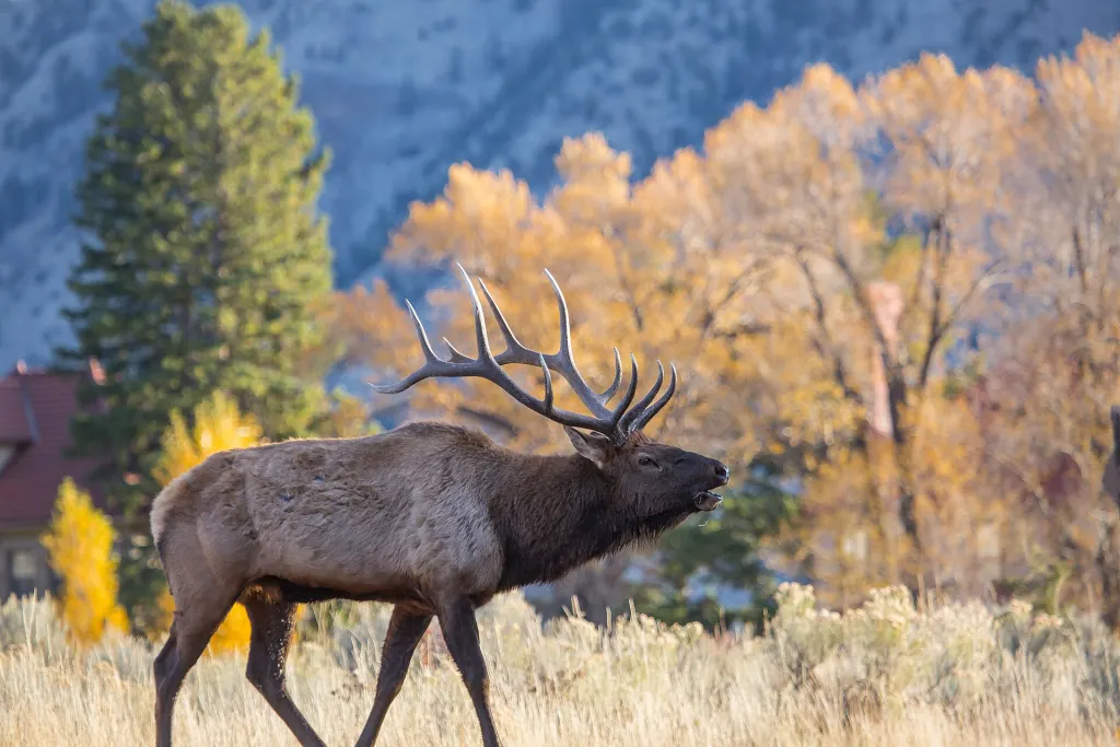 A bull elk bugling in front of yellow autumn cottonwood trees at Mammoth Hot Springs, Yellowstone